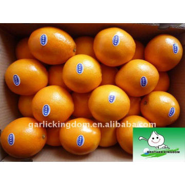 Juicy Navel Orange